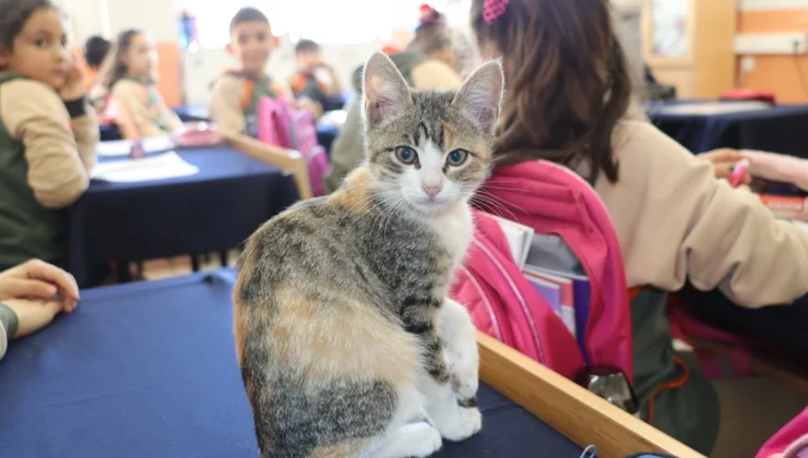 Amasya'da kedi 'Karamel' sınıfın parçası haline geldi